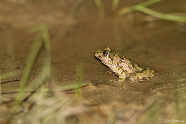 Pélodyte ponctué — Pelodytes punctatus (Daudin, 1803)