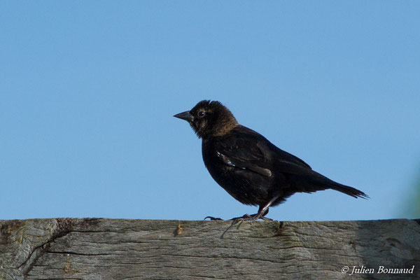 Vacher luisant (Molothrus bonariensis) (sub-adulte) (route de guatémala, le 04/12/2016)