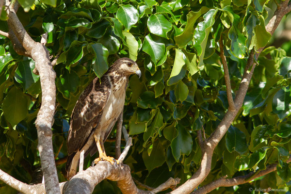 Buse buson — Buteogallus aequinoctialis (Gmelin, 1788), (juvénile), (sentier des Salines, Remire-Montjoly, Guyane, le 15/01/2017) 