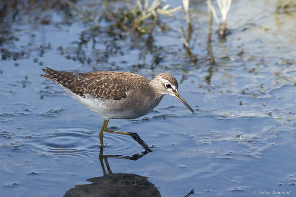 Chevalier sylvain — Tringa glareola Linnaeus, 1758, (Réserve ornithologique du Teich (33), France, le 18/10/2022)
