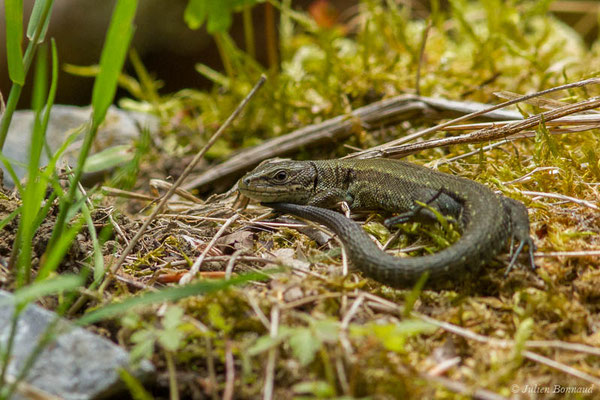 Lézard vivipare de Lantz — Zootoca vivipara louislantzi (Arribas, 2009)