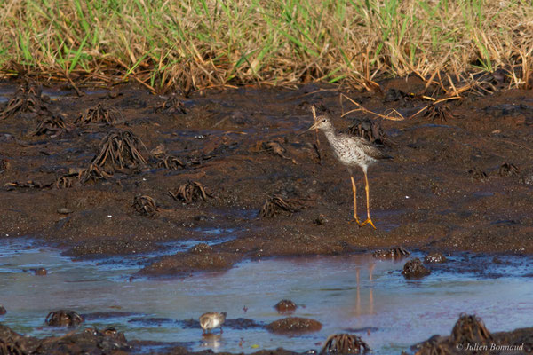  Grand Chevalier — Tringa melanoleuca (Gmelin, 1789), (Rizière casier, Mana, Guyane, le 10/09/2016)