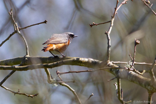 Rougequeue à front blanc — Phoenicurus phoenicurus (Linnaeus, 1758)