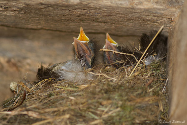 Rougequeue noir — Phoenicurus ochruros (Gmelin, SG, 1774), (nichée) (Parbayse (64), France, le 25/06/2019)