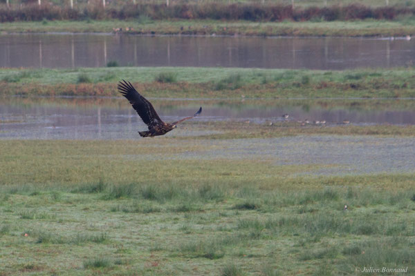 Haliaeetus albicilla (Linnaeus, 1758), (Réserve de chasse et de faune sauvage de Lesgau, Saint-Martin-de-Seignanx (40), France, le 22/11/2025)