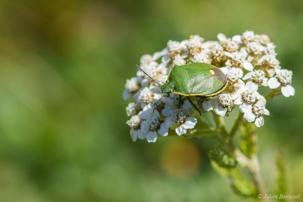 Chlorochroa juniperina (Linnaeus, 1758), (Laruns (64), France, le 03/08/2019)