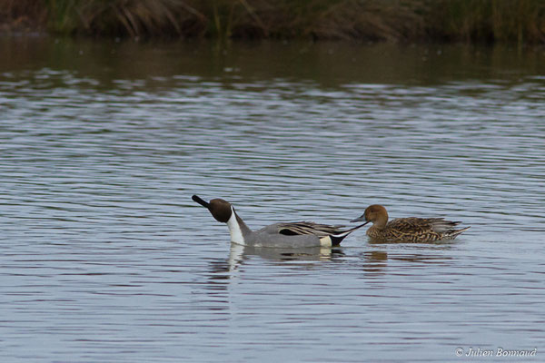 Canard pilet — Anas acuta Linnaeus, 1758