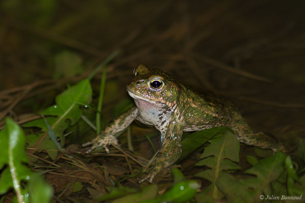 Crapaud calamite — Epidalea calamita (Laurenti, 1768)