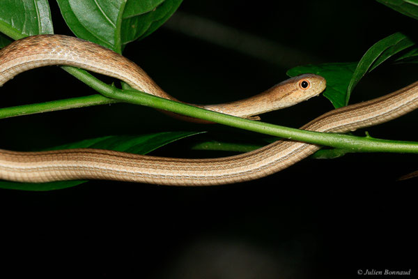Thamnodynastes pâle — Thamnodynastes pallidus (Linnaeus, 1758), (Kaw, Guyane, le 21/06/2015)