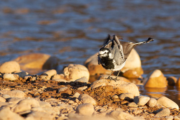 Bergeronnette grise — Motacilla alba Linnaeus, 1758, (Tafedna, (Marrakech-Tensift-Al Haouz), Maroc, le 25/01/2023)