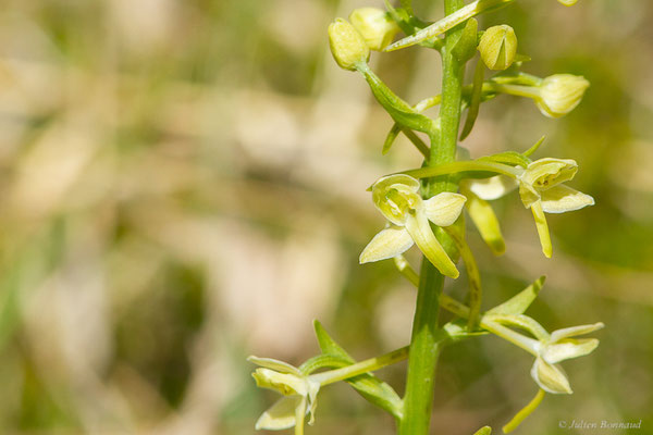 Platanthère à deux feuilles — Platanthera bifolia (L.) Rich., 1817