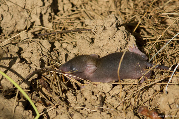 Mulot sylvestre — Apodemus sylvaticus (Linnaeus, 1758), (Saint-Pée-sur-Nivelle (64), France, le 13/04/2021)