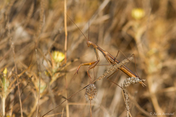 Mante religieuse — Mantis religiosa (Linnaeus, 1758), (Sagres (Vila do Bispo), (Algarve), Portugal, le 30/08/2018)