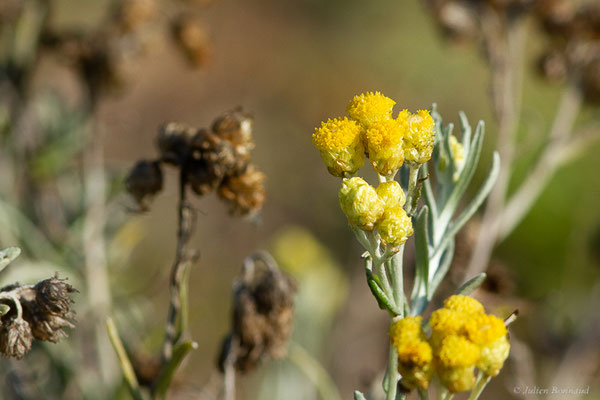 Immortelle des sables, Gnaphale des sables — Helichrysum arenarium (L.) Moench, 1794, (Anglet (64), France, le 10/10/2023)