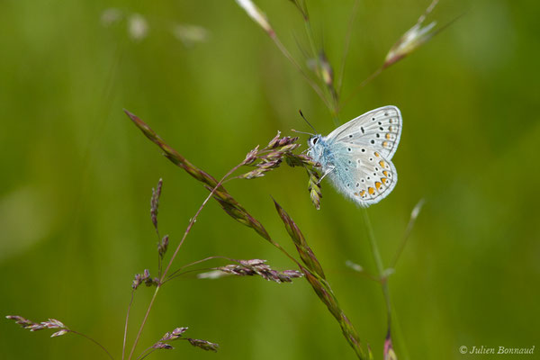 Petit argus — Plebejus argus (Linnaeus, 1758), (Pihourc, Saint-Godens (31), France, le 21/05/2018)