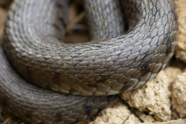 Couleuvre helvétique — Natrix helvetica (Lacepède, 1789)