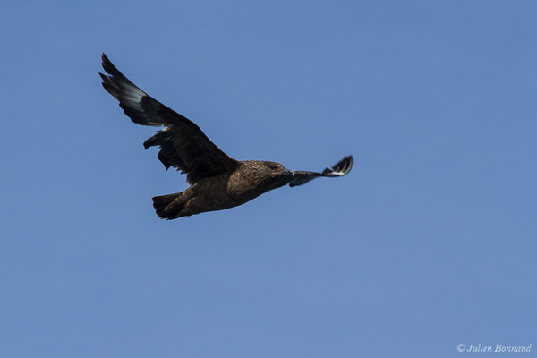 Grand Labbe – Stercorarius skua (Brünnich, 1764), (Saint-Jean-de-Luz (64), France, le 17/10/2020)