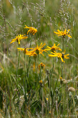 Séneçon doronic — Senecio doronicum (L.) L., 1759, (Col du Pourtalet, Laruns (64), France, le 06/07/2019)