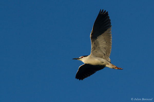 Bihoreau gris — Nycticorax nycticorax (Linnaeus, 1758)