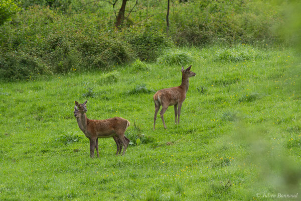 Cerf élaphe – Cervus elaphus Linnaeus, 1758, (Hameau du Plan, Saint-Béat (31), France, le 05/06/2018)
