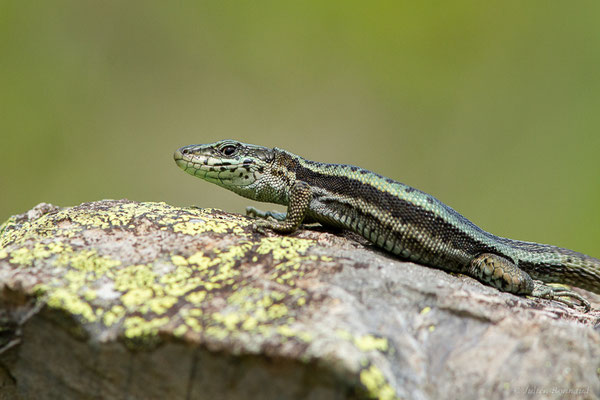 Lézard du Val d'Aran — Iberalacerta aranica (Arribas, 1993)