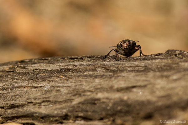 Grand Bupreste du Pin — Chalcophora mariana (Linnaeus, 1758), (Nossa Senhora da Tourega, Évora, (Algarve), Portugal, le 05/09/2018)