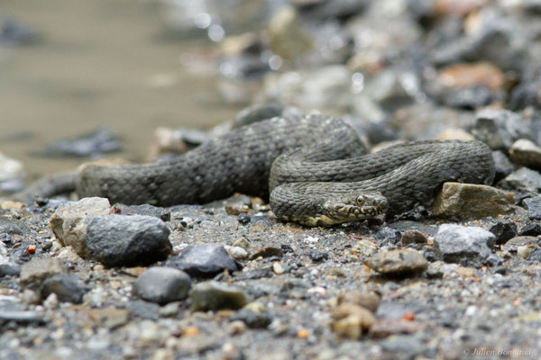 Couleuvre vipérine — Natrix maura (Linnaeus, 1758)