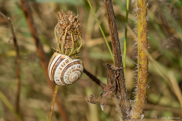 Caragouille rosée — Theba pisana (O.F. Müller, 1774)