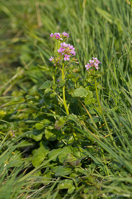 Cardamine à feuilles de radis, Cardamine à larges feuilles – Cardamine raphanifolia Pourr., 1788, (Pierrefitte-Nestalas (65), France, le 29/03/2019)