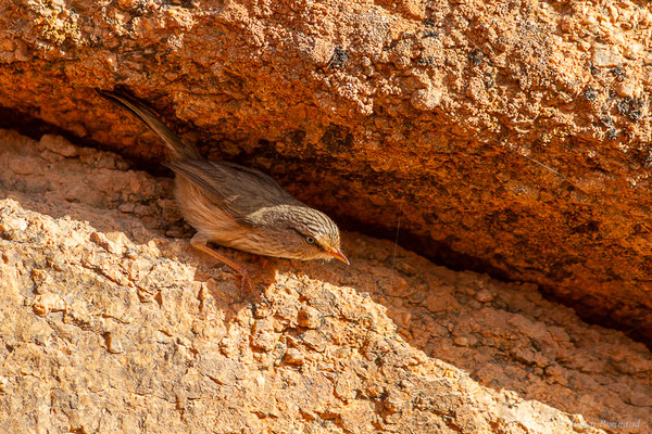 Dromoïque du désert — Scotocerca inquieta Fregin, Haase, Olsson & Alström, 2012, (Tafraoute, (Souss-Massa), Maroc, le 04/02/2023)