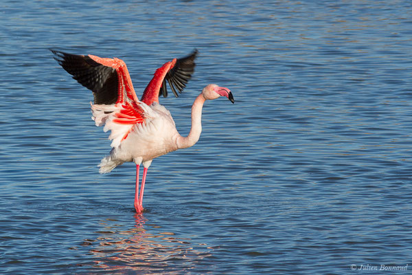 Flamant rose – Phoenicopterus roseus Pallas, 1811, (Parc ornithologique de Pont de Gau (13), France, le 20/02/2020)