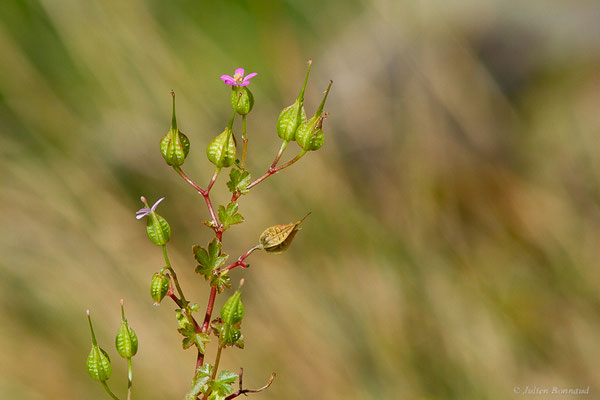 Géranium luisant — Geranium lucidum L., 1753, (Fort du Portalet, Etsaut (64), France, le 13/06/2022)