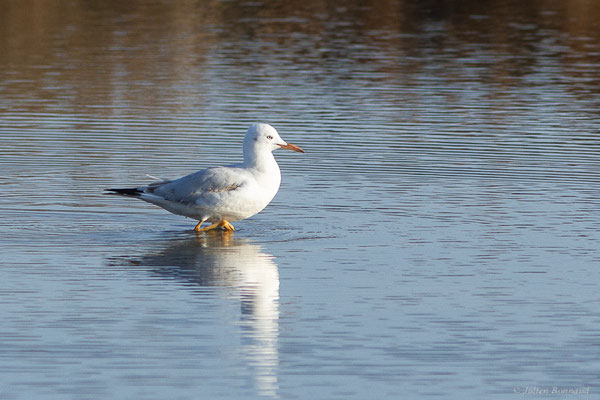 Goéland railleur — Chroicocephalus genei (Breme, 1839), (Parc Naturel du Delta de l'Ebre (Catalogne), Espagne, le 06/02/2022)