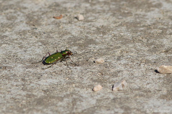 Cicindèle champêtre (Cicindela campestris) (Aulon (31), France, le 22/03/2019)