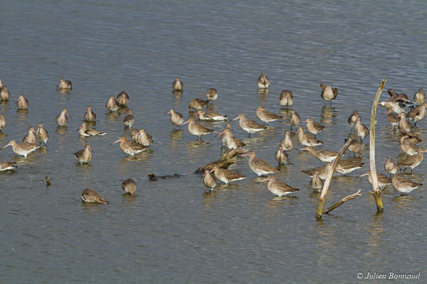 Barge à queue noire — Limosa limosa (Linnaeus, 1758), (réserve ornithologique du Teich (33), France, le 24/01/2018)