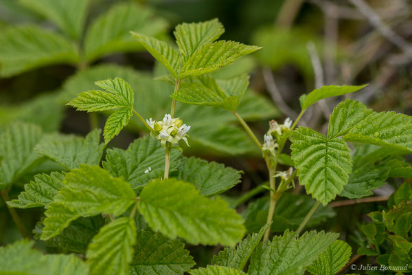 Ronce des rochers — Rubus saxatilis L., 1753, (Station de ski de Gourette, Eaux Bonnes (65), France, le 15/06/2020)