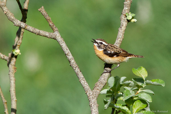 Tarier des prés — Saxicola rubetra (Linnaeus, 1758), (station de ski de Gourette, Eaux-Bonnes (64), France, le 27/05/2022)