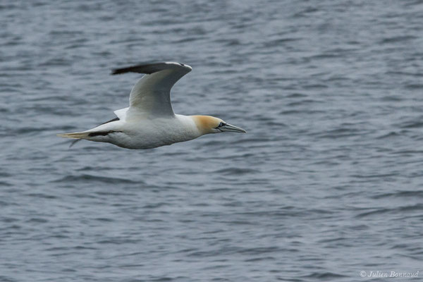 Fou de Bassan – Morus bassanus (Linnaeus, 1758), (Réserve naturelle nationale des Sept-Îles, Perros-Guirec (22), France, le 05/07/2021)