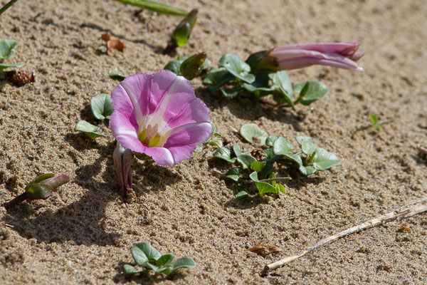 Liseron des dunes — Convolvulus soldanella L., 1753, (Bayonne (64), France, le 13/05/2025)