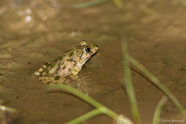 Pélodyte ponctué — Pelodytes punctatus (Daudin, 1803), (Braud-et-Saint-Louis (33), le 06/03/2018)