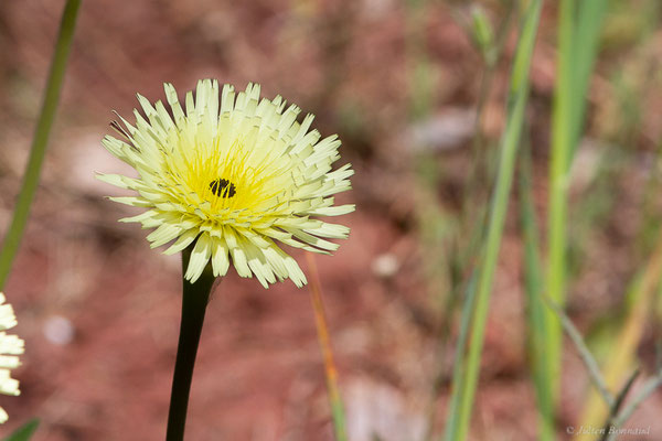 Urosperme de Daléchamps, Salsifis de Daléchamps — Urospermum dalechampii (L.) Scop. ex F.W.Schmidt, 1795, (Lac du Salagou, Clermont-l'Hérault (34), France, le 02/05/2025)