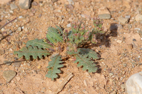 Limonium a feuilles sinuées — Limonium sinuatum subsp. beaumierianum, (Guelmim-Oued Noun), Maroc, le 24/03/2024)