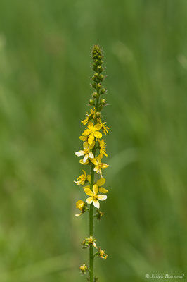 Aigremoine — Agrimonia eupatoria L., 1753, (Saint-Faust (64), France, le 17/07/2019)