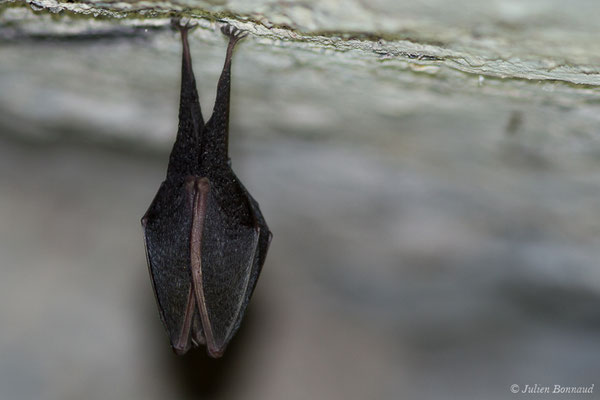 Petit rhinolophe – Rhinolophus hipposideros (Borkhausen, 1797), (Fort du Portalet, Etsaut (64), France, le 19/04/2021)