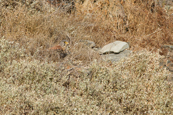 Faucon crécerelle – Falco tinnunculus Linnaeus, 1758, (Ajaccio (2A), France, le 01/09/2019)