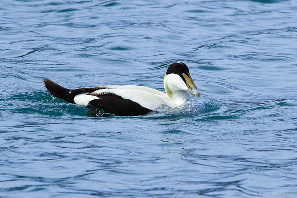 Eider à duvet — Somateria mollissima (Linnaeus, 1758), (Ciboure (64), France, le 05/04/2024)
