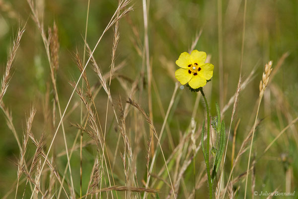Hélianthème taché — Tuberaria guttata (L.) Fourr., 1868