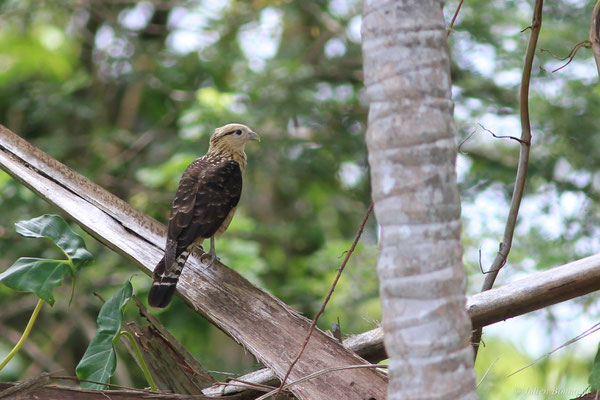 Caracara à tête jaune — Milvago chimachima (Vieillot, 1816), (juvénile), (Canceler, Sinnamary, le 06/04/2016)