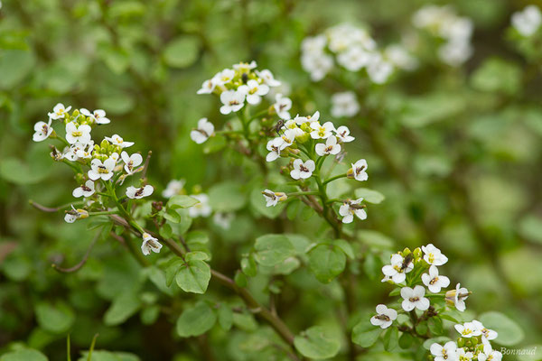 Cresson des fontaines – Nasturtium officinale W.T.Aiton, 1812, (Uzein (64), France, le 18/04/2019)