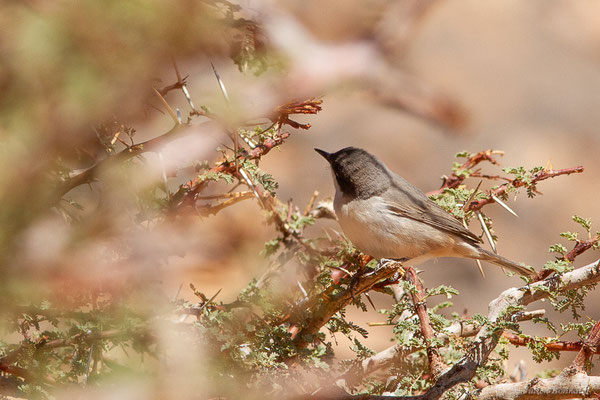 Fauvette orphée — Curruca hortensis (J.F. Gmelin, 1789),(Msseyed (Guelmim-Oued Noun), Maroc, le 29/03/2024)